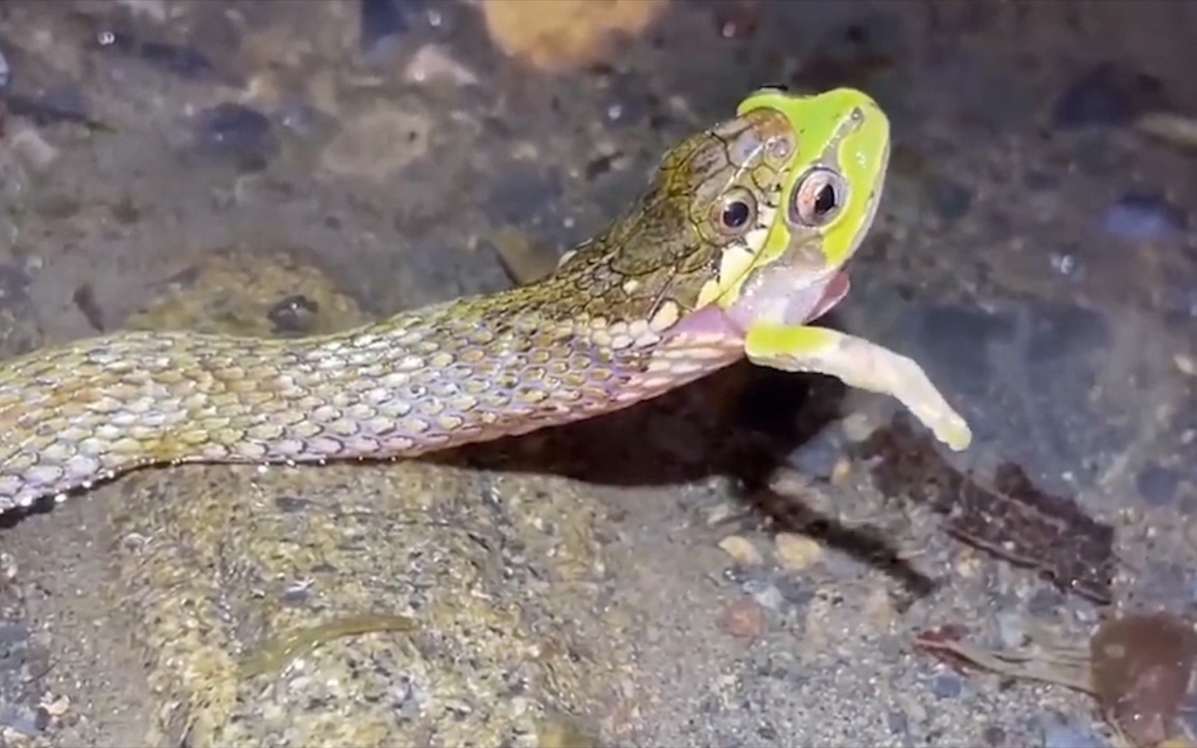 蛇捕食青蛙!感受到自然界的残酷!