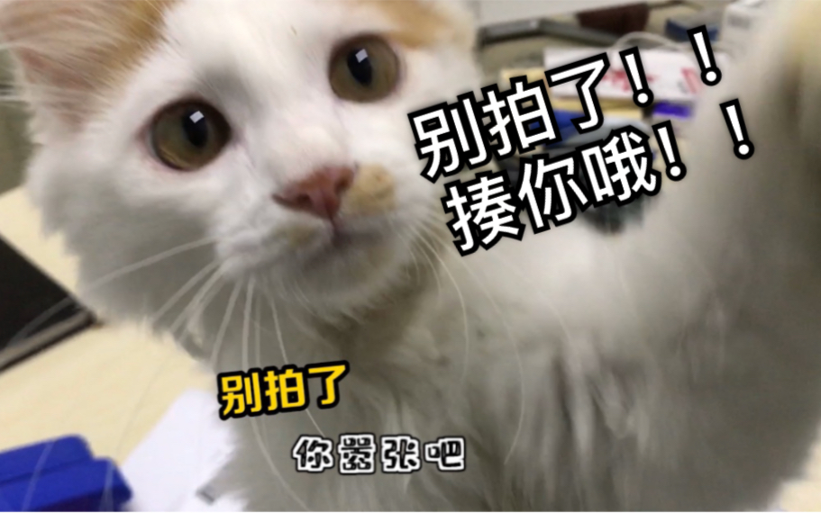 猛虎落泪:今天我被领导骂了!哔哩哔哩bilibili