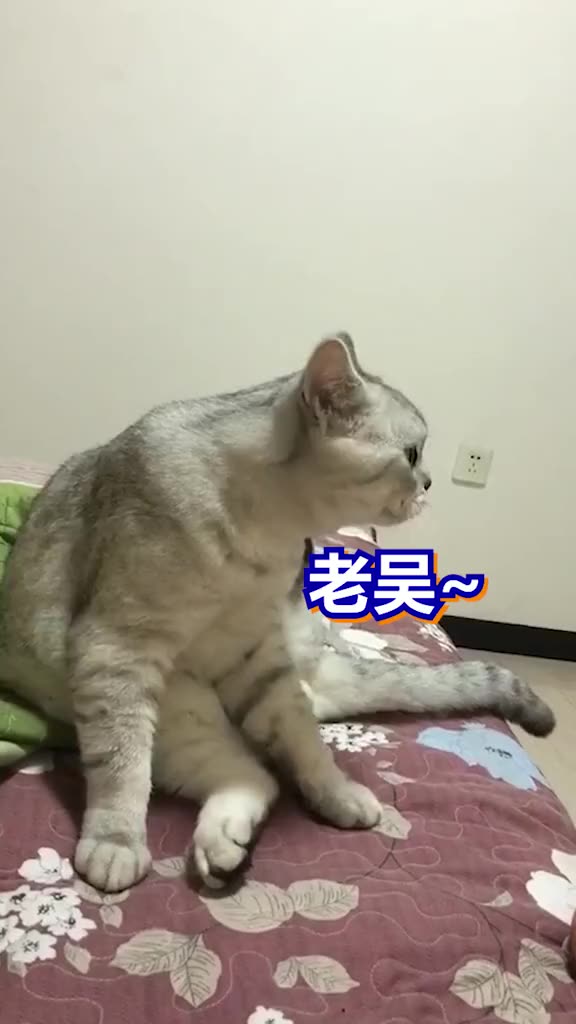 老吴猫第8集,老吴今天要给他媳妇上一课!