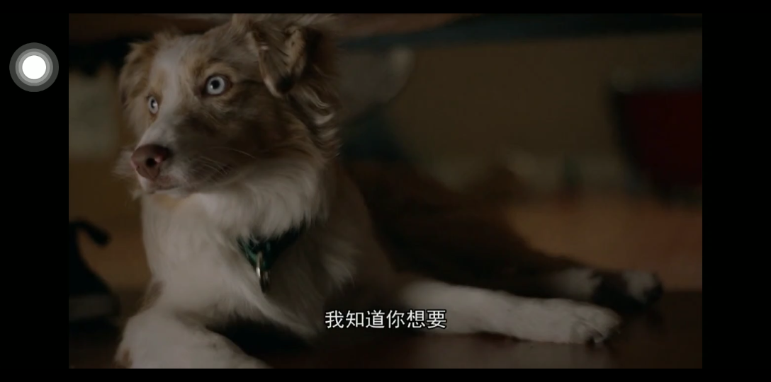 活动作品猎犬强盗7