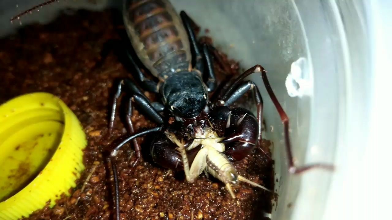 憨憨の马来墨鞭蝎孕母捕食油葫芦