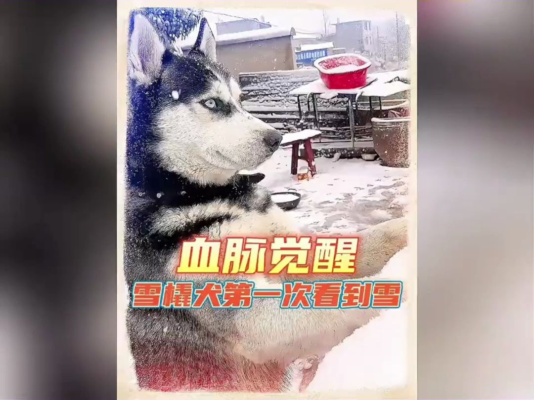 当南方雪橇犬第一次看到雪!哔哩哔哩bilibili