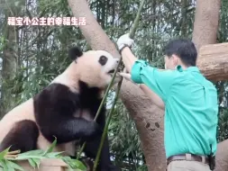 Скачать видео: 福宝真正的国宝生活啊，在空中小吊床上看着蓝天吃着竹子，幸福的冒泡泡