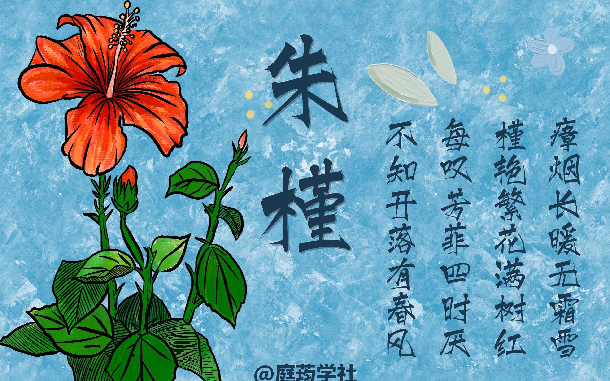 【草木生辉】曦曦红日 扶桑|植物科普|自制|庭荺学社哔哩哔哩bilibili