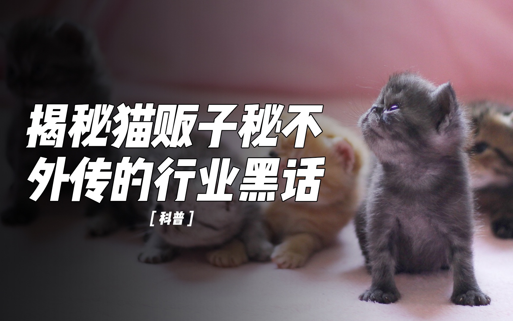 揭秘猫贩子秘不外传的行业黑话哔哩哔哩bilibili