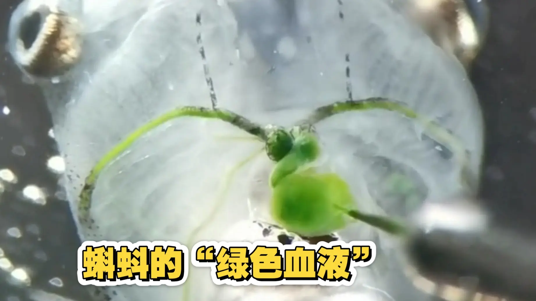 格致科学季| bilibili话题, image size:1842x1034