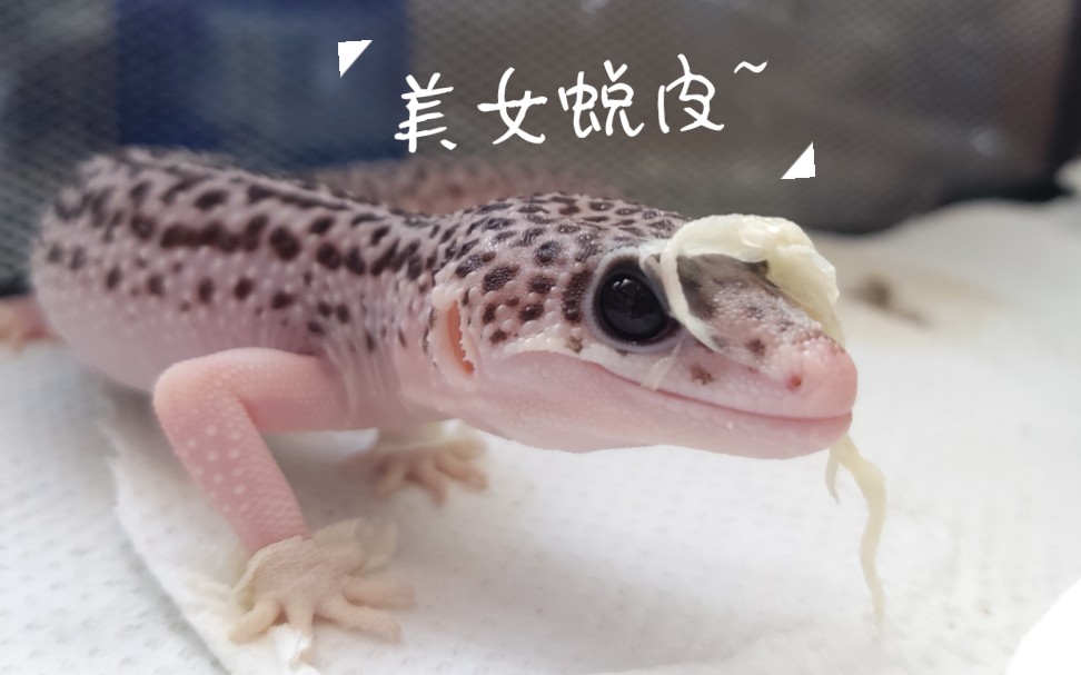 【豹纹守宫】震惊!稀有基因银河品系美女竟当众脱衣!【自主蜕皮】