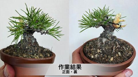 １着でも送料無料 ◇盆 栽◇ 黒 松 （小品） 植物/観葉植物 - conewago.com