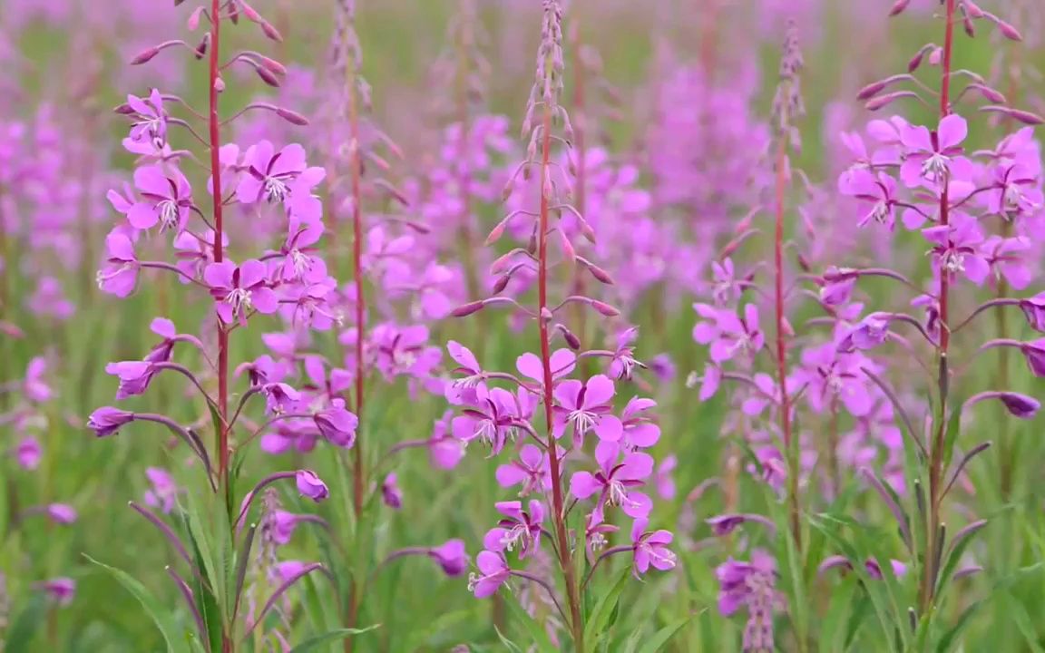 视频素材 ▏d49 春季春天美丽自然美景景色蜜蜂蝴蝶飞舞蝶恋花玫瑰花