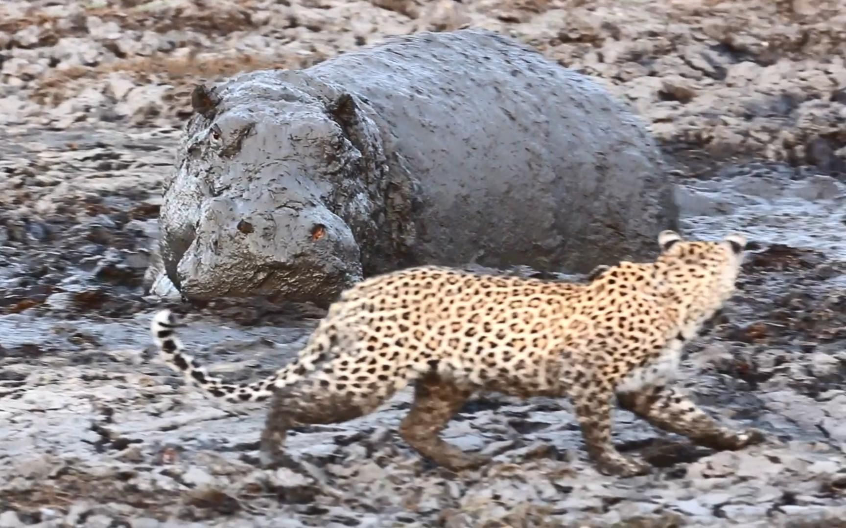 豹子打扰了河马睡午觉!