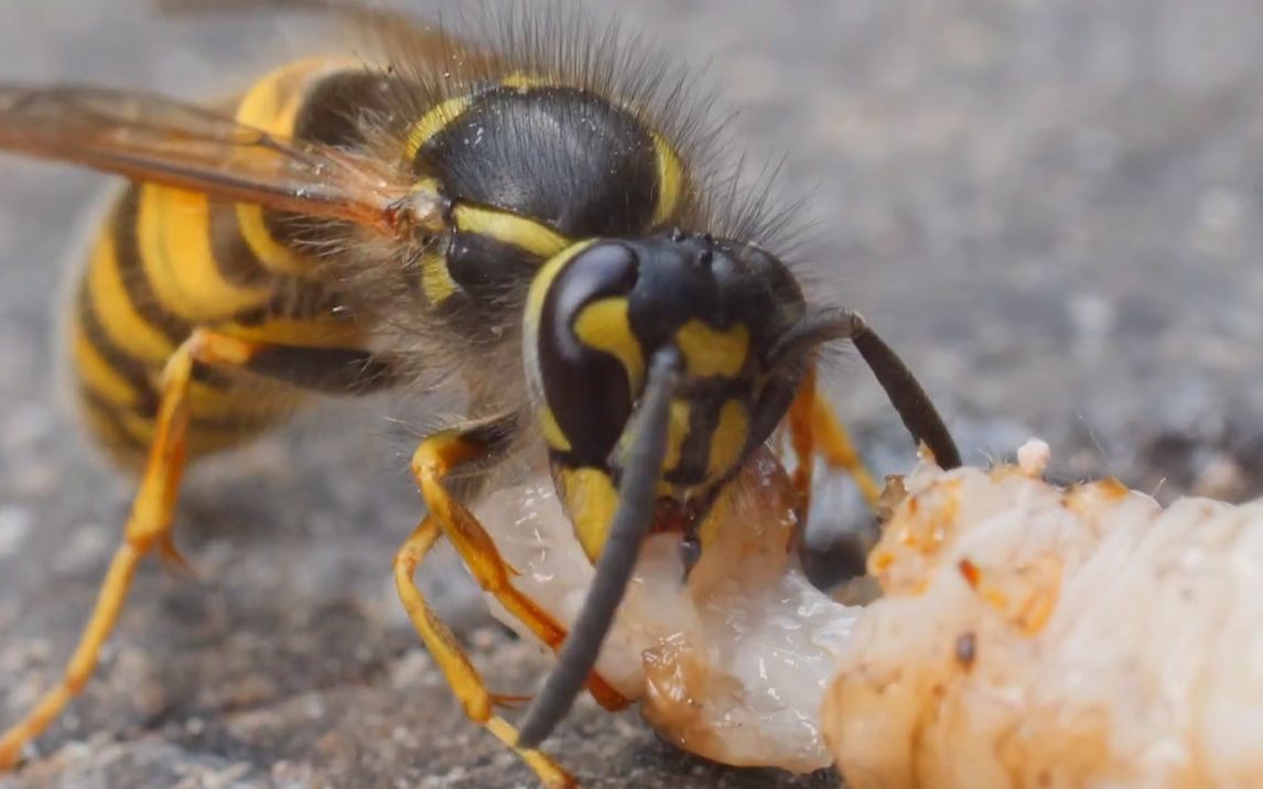 【虫虫吃播】吃蠕虫像吃果冻一样!黄蜂捕食飞蛾幼虫,去头分尸