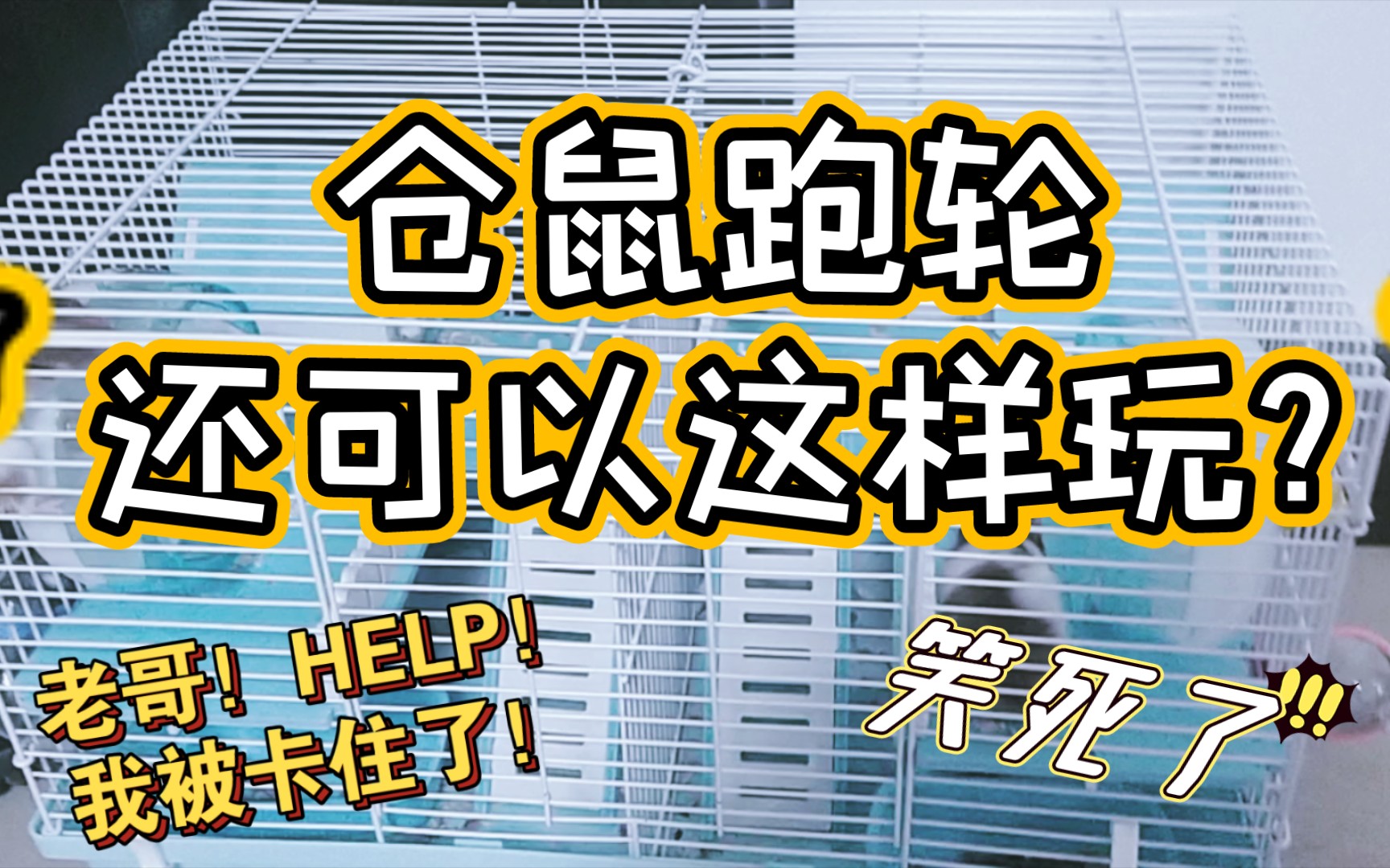 宠物首秀仓鼠跑轮的另类玩法记我家臭包搬新家后第一次研究城里人的跑
