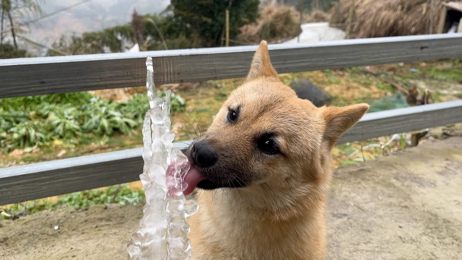 当狗子舔过冰后,彻底上瘾了