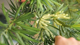 花粉过敏者的噩梦 在春季花粉期砍一颗松树 居然会散出这么多花粉 看完快要窒息了 哔哩哔哩 つロ干杯 Bilibili