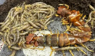 Скачать видео: 加拉帕戈斯巨人蜈蚣繁殖食母