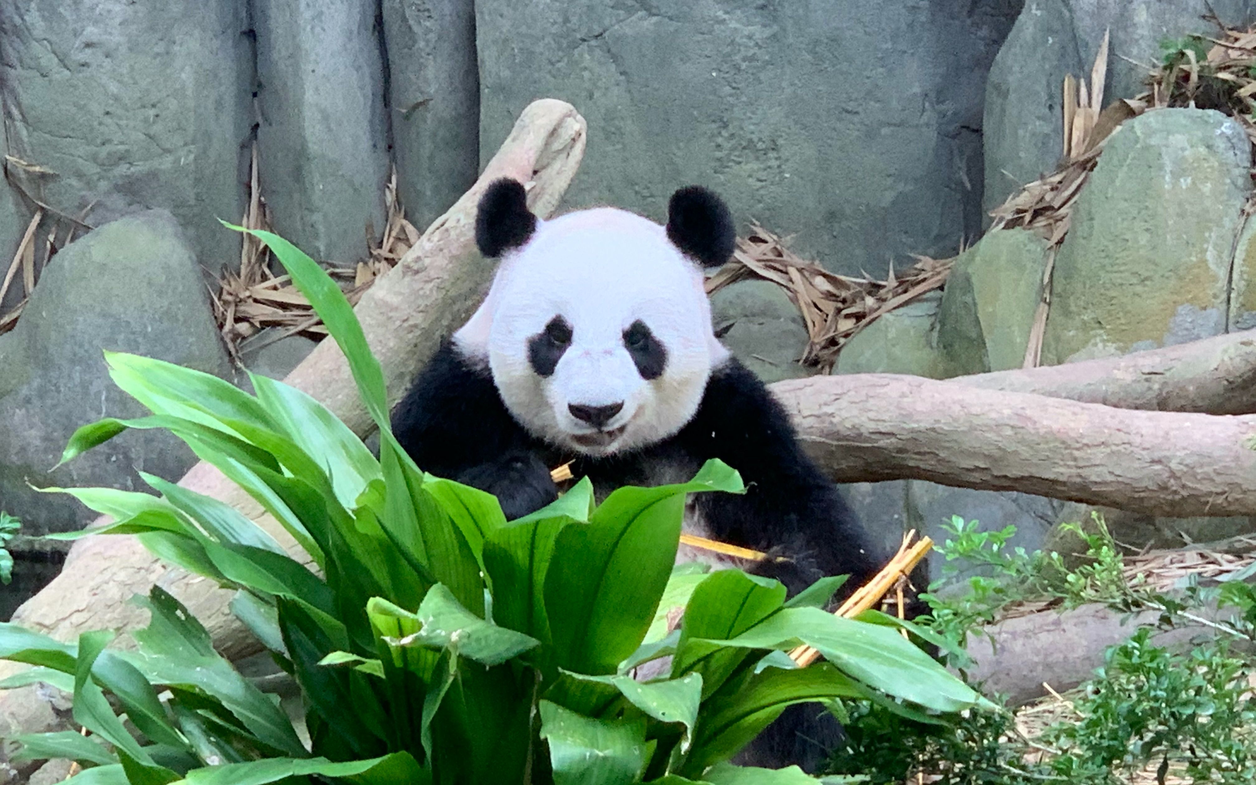 新加坡河川动物园一日游——熊猫也太可爱了!