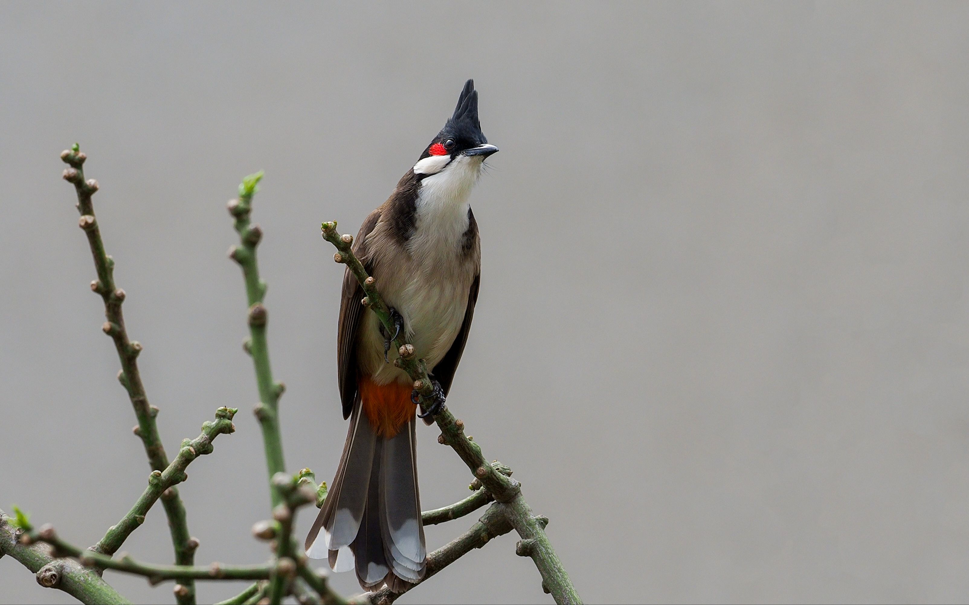 办公室窗外的红耳鹎嘴动个不停,就听不到它像说什么