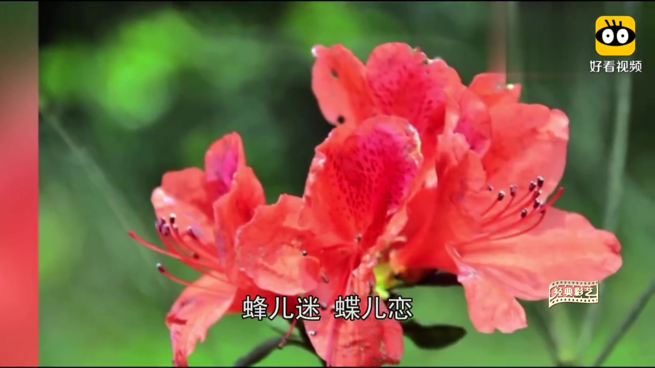 [图]怀旧电影金曲可爱的杜鹃花科教片《四川杜鹃花》插曲演唱：李谷一