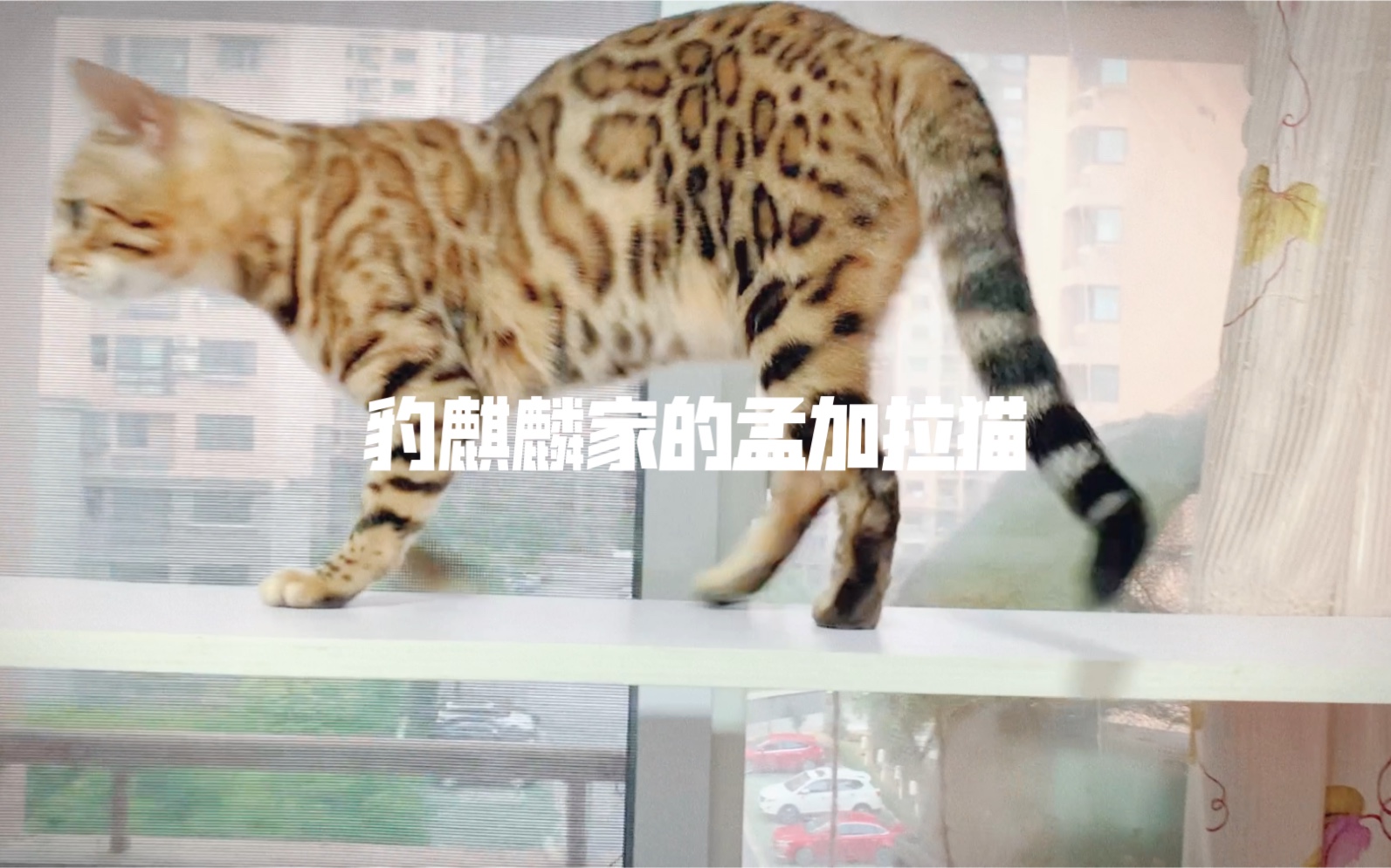 [图]豹麒麟家的孟加拉豹猫