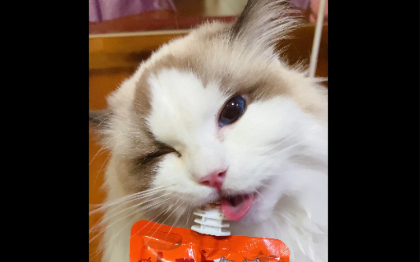 【布偶猫】我吃零食超猛的