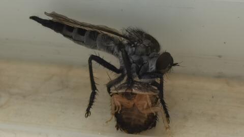 大瞎虻 感觉像升级版喝血的大苍蝇 比蚊子叮一下疼多了 哔哩哔哩