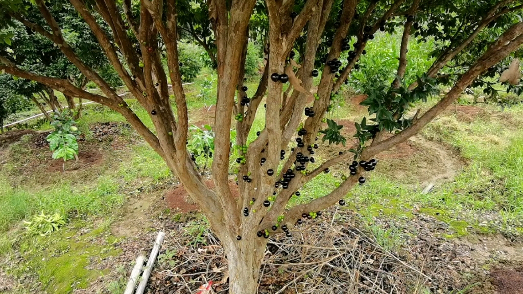 基地种植的台湾嘉宝果大树_哔哩哔哩 (゜-゜)つロ 干杯~-bilibili