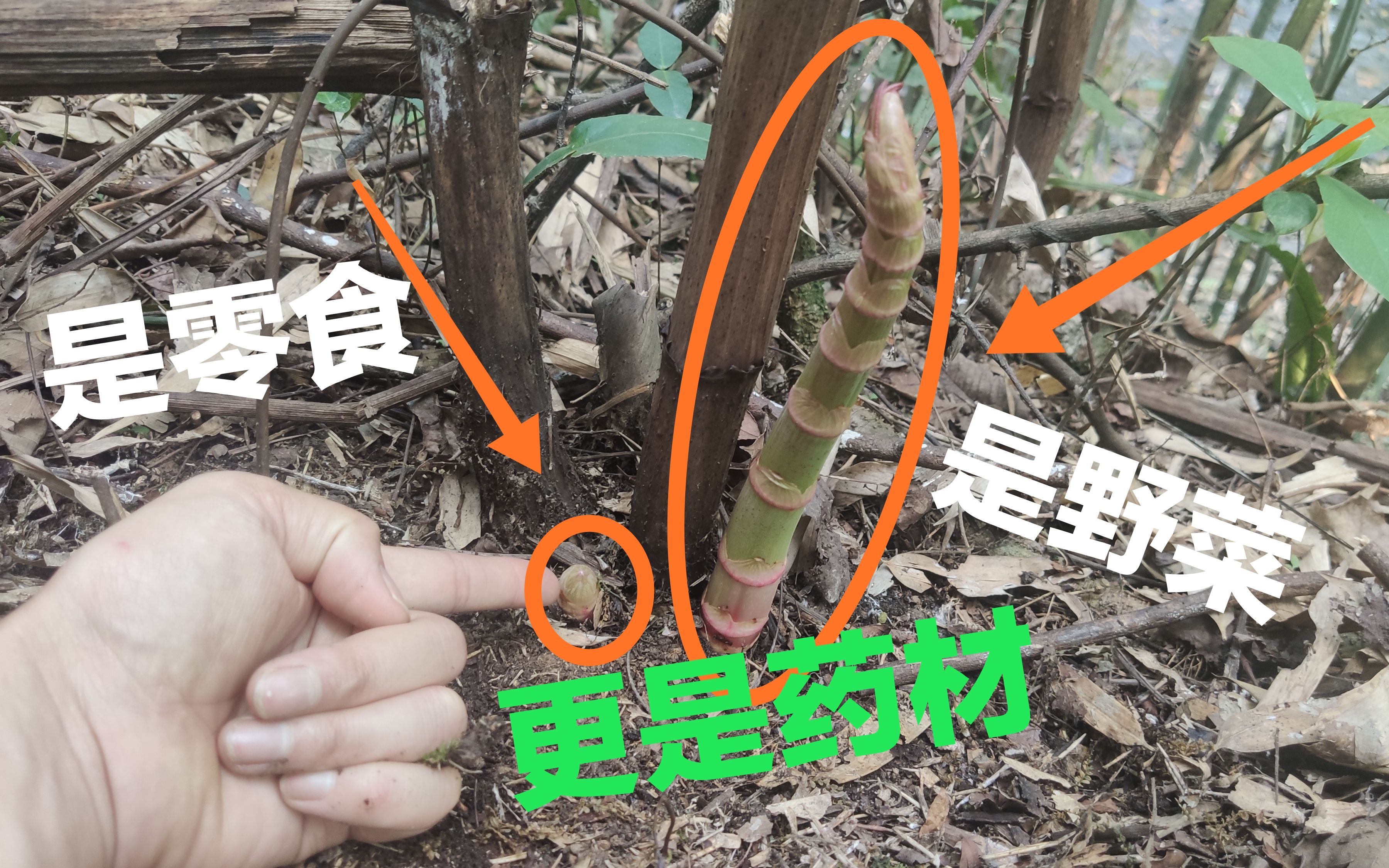 河边长的酸杆,经济价值很高,小时候的最爱