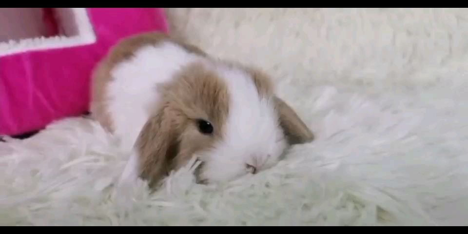 黄白道奇垂耳兔