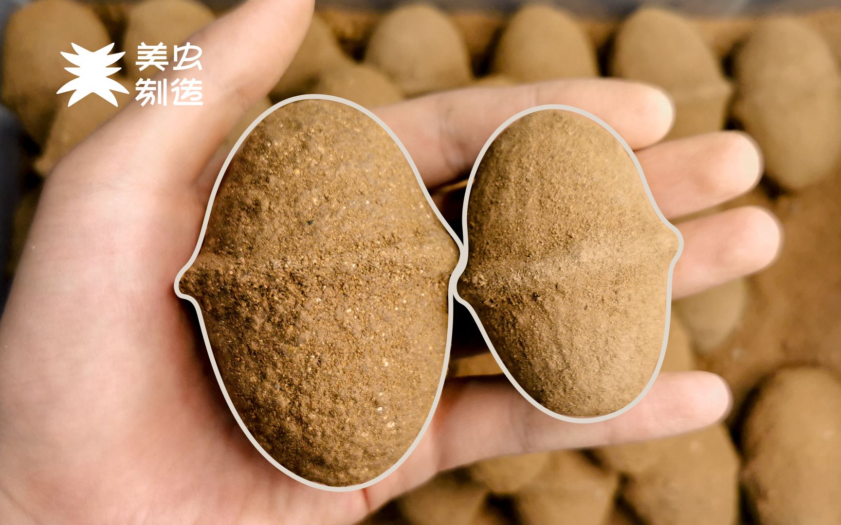 开挖30颗大王花金龟土蛋!【美虫制造丨饲养美虫15】