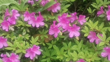 活动作品春天第一次打卡杜鹃花小王花开的美丽