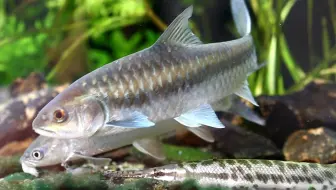 重庆马富贵儿的珍惜变异古代鱼 白金佛罗里达火箭 红火箭 白化虎纹恐龙 哔哩哔哩 Bilibili