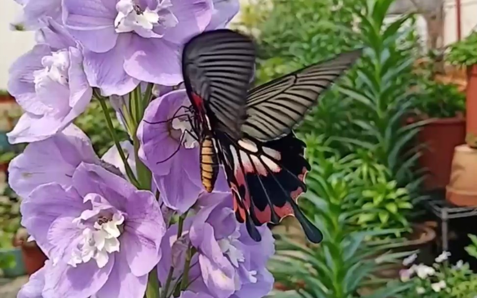 [图]蜂蝶飞舞狗乱入