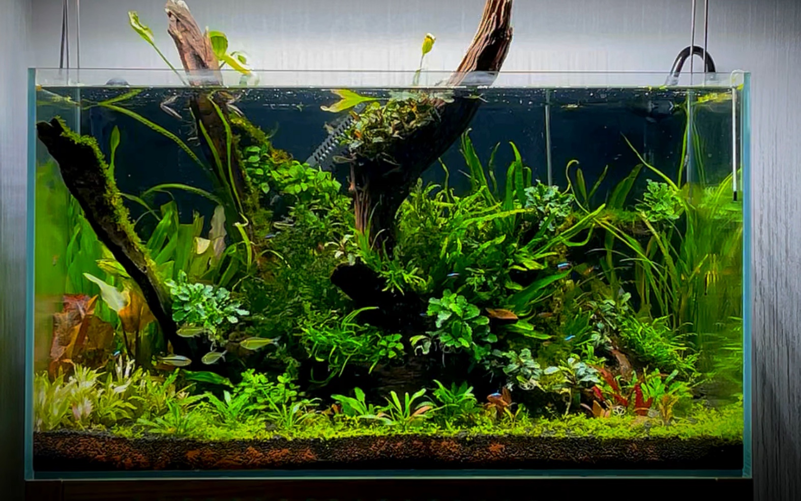 【玻璃中的大自然】南美草缸30天效果
