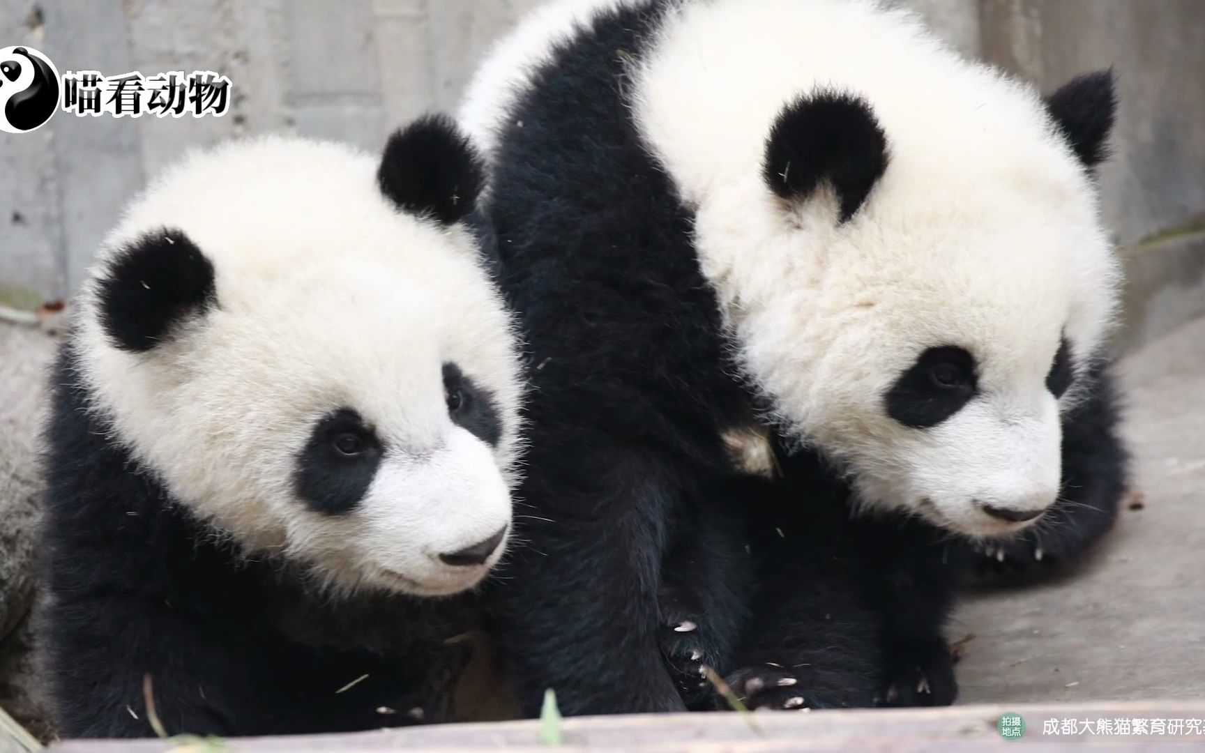 最新 熊口"普查!被称为"拇指姑娘"的大熊猫"成浪"满月啦