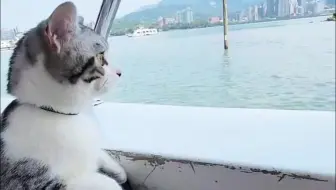 有看過貓坐船嗎