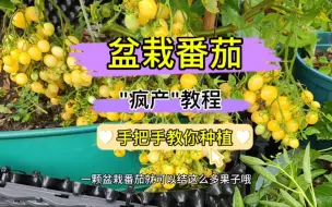 Download Video: 盆栽番茄的种植技术都在这，新手都可以学会，种好了根本吃不完