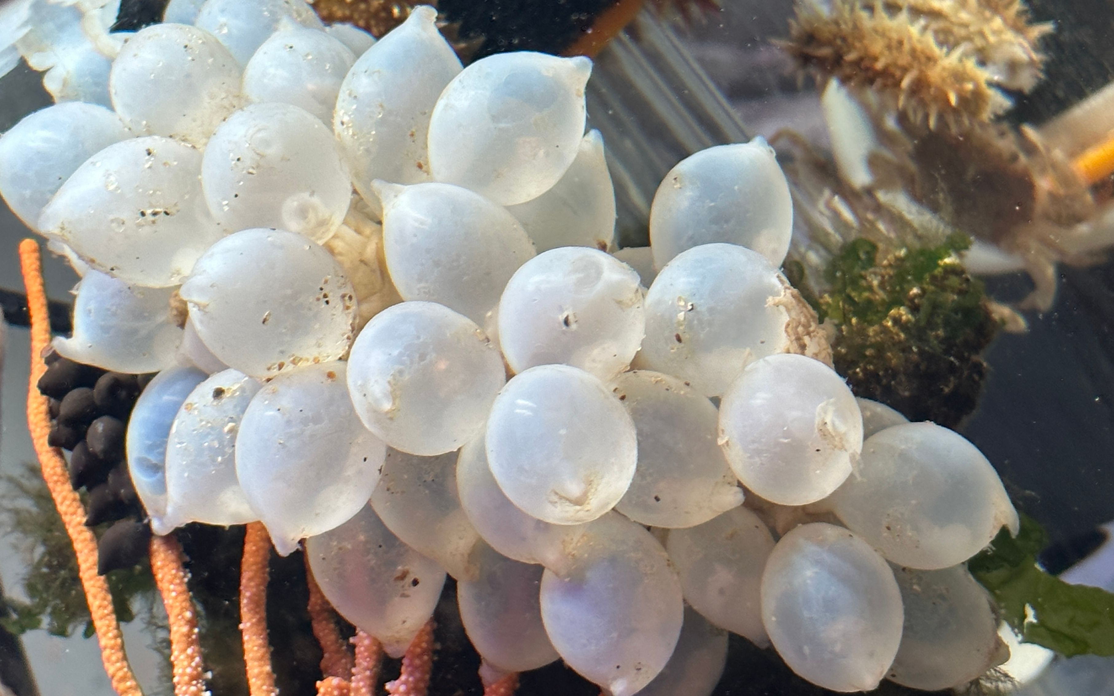 大海退潮后,大齐赶海发现一串墨鱼卵带回家孵化,变成了小球球