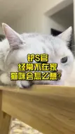 下载视频: 铲屎官经常不在家，猫咪会怎么想？