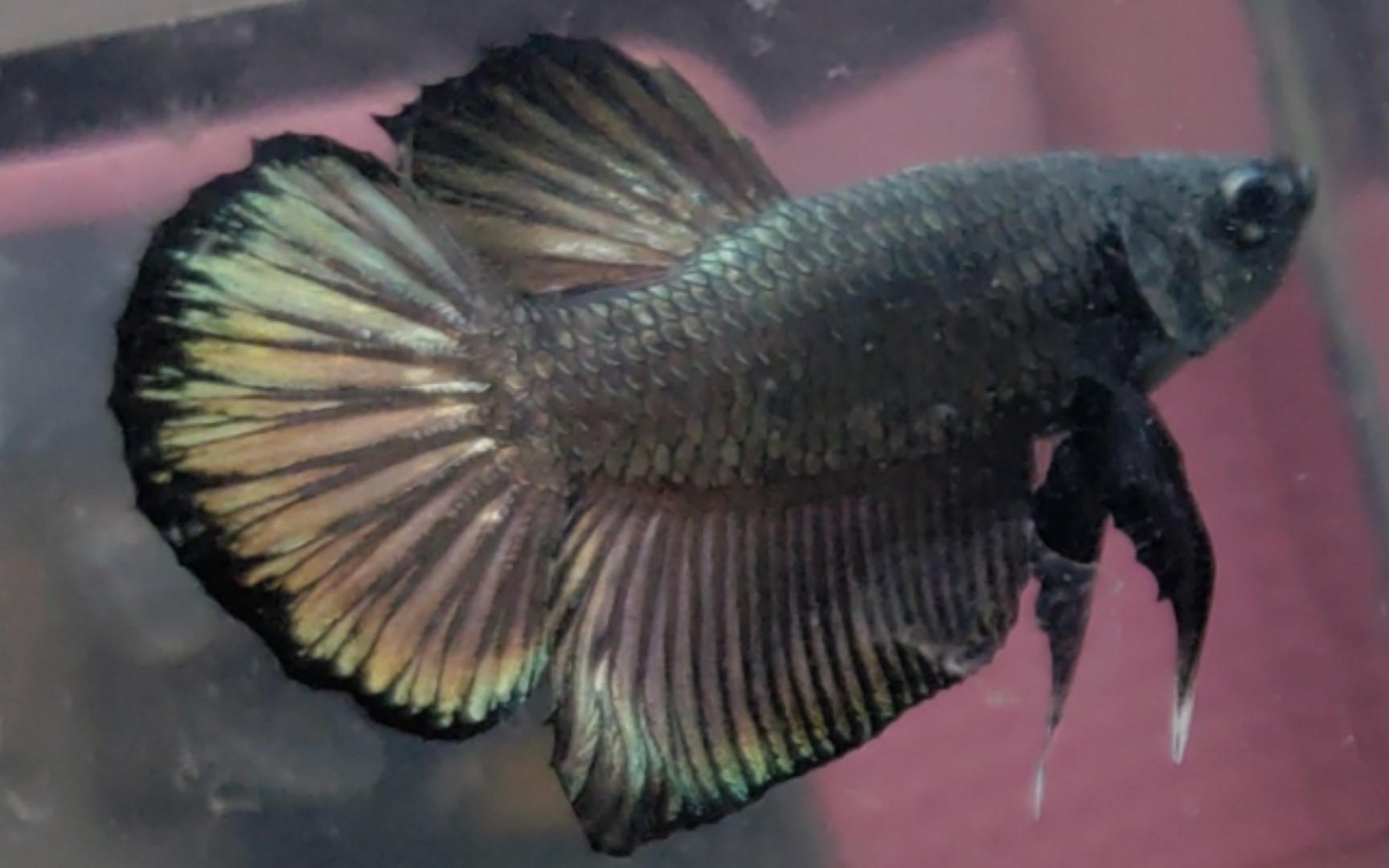 [抽奖视频]一半啰嗦一半抽奖鱼欣赏,这条视频下评论参与,新老粉丝直接