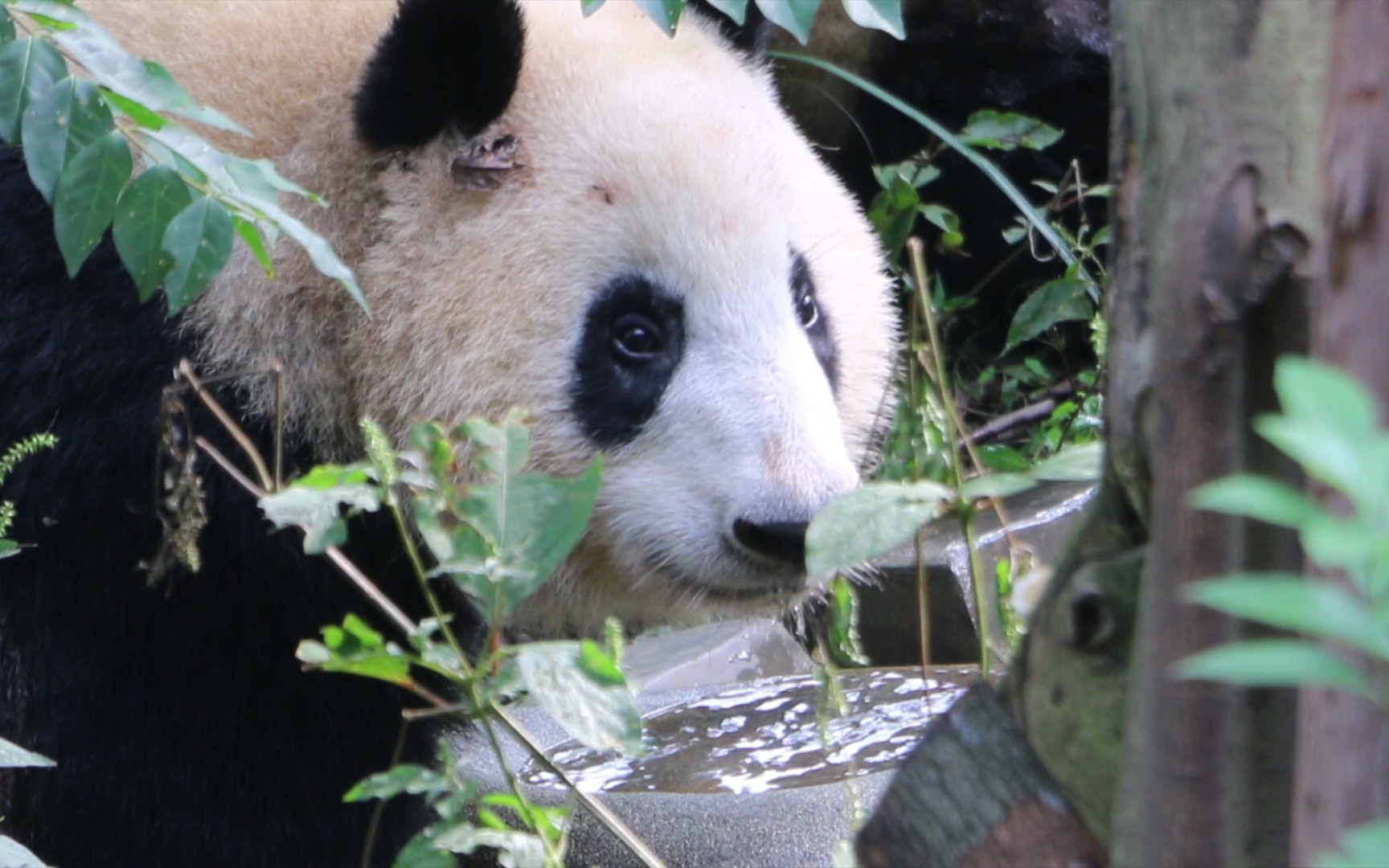 和叶喝水的侧影,好像功妈呀!【大熊猫和叶】_哔哩哔哩_bilibili