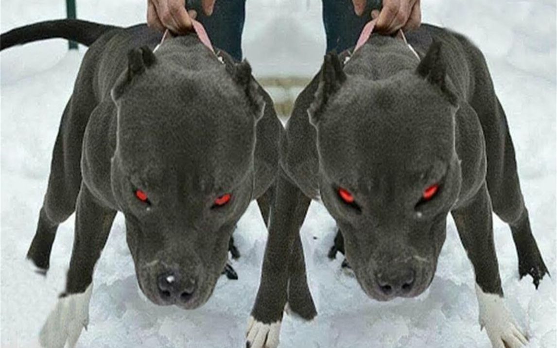 你应该害怕的10只狗,藏獒vs比特犬,到底谁更胜一筹?