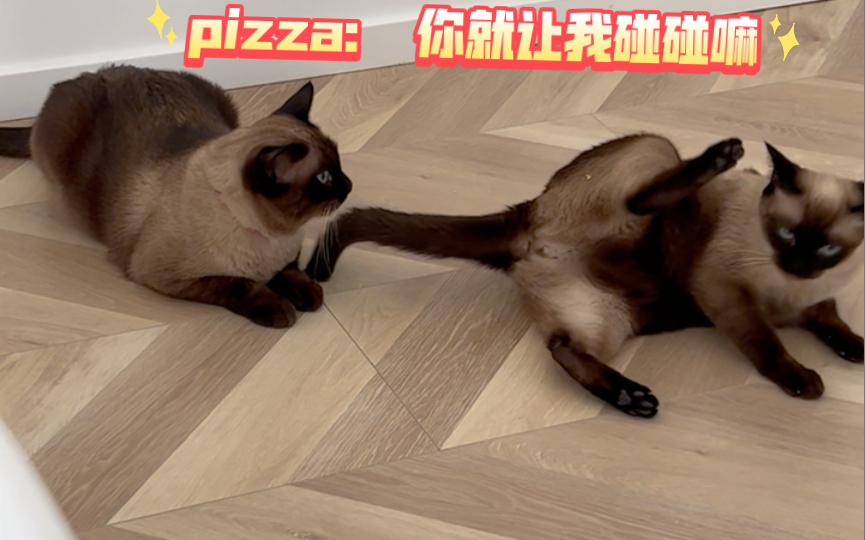 pizza: 丢丢 你就让我碰一下嘛……我不会把你怎么样的…. 我就摸摸…哔哩哔哩bilibili