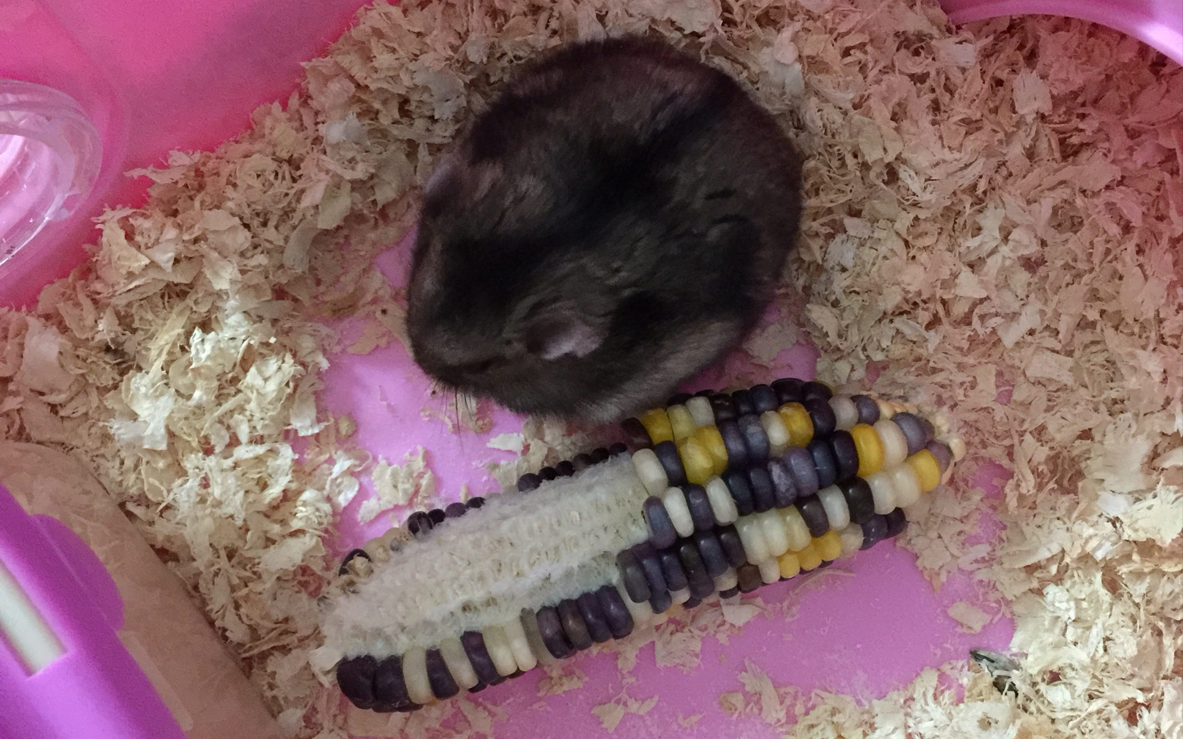 仓鼠野生色三线臭猪日常