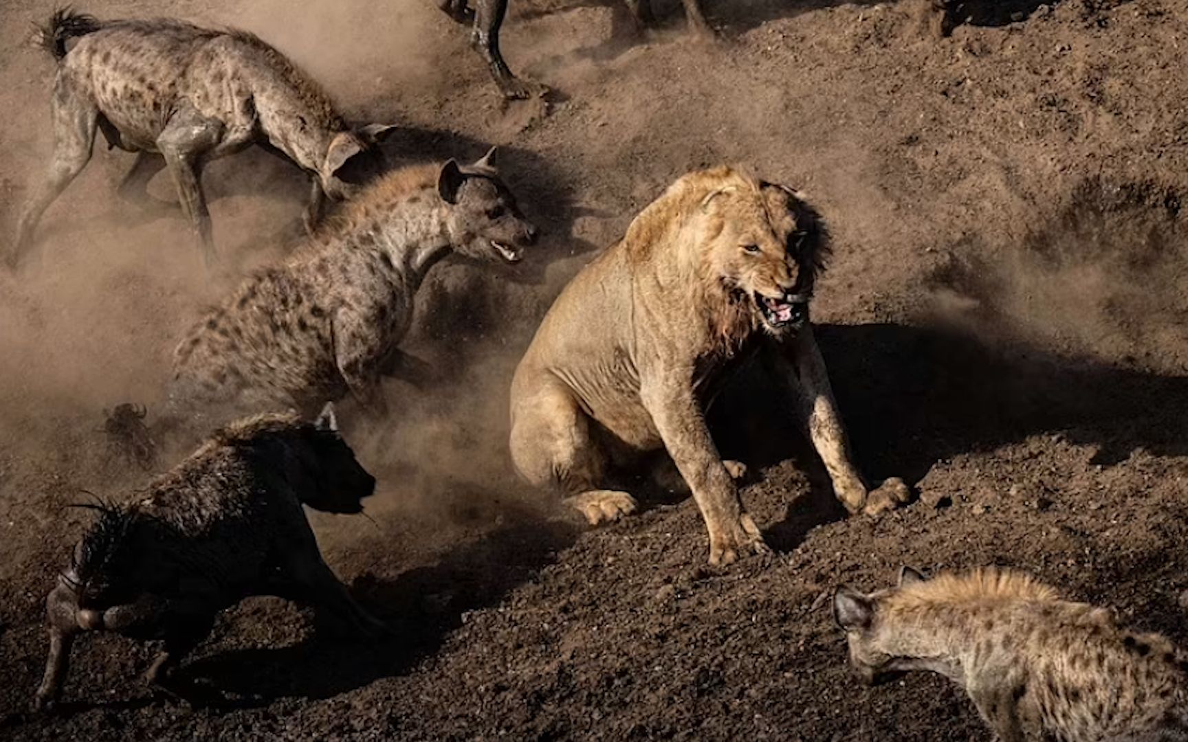 30只鬣狗与雄狮抢食水牛激战6小时结局出乎意料