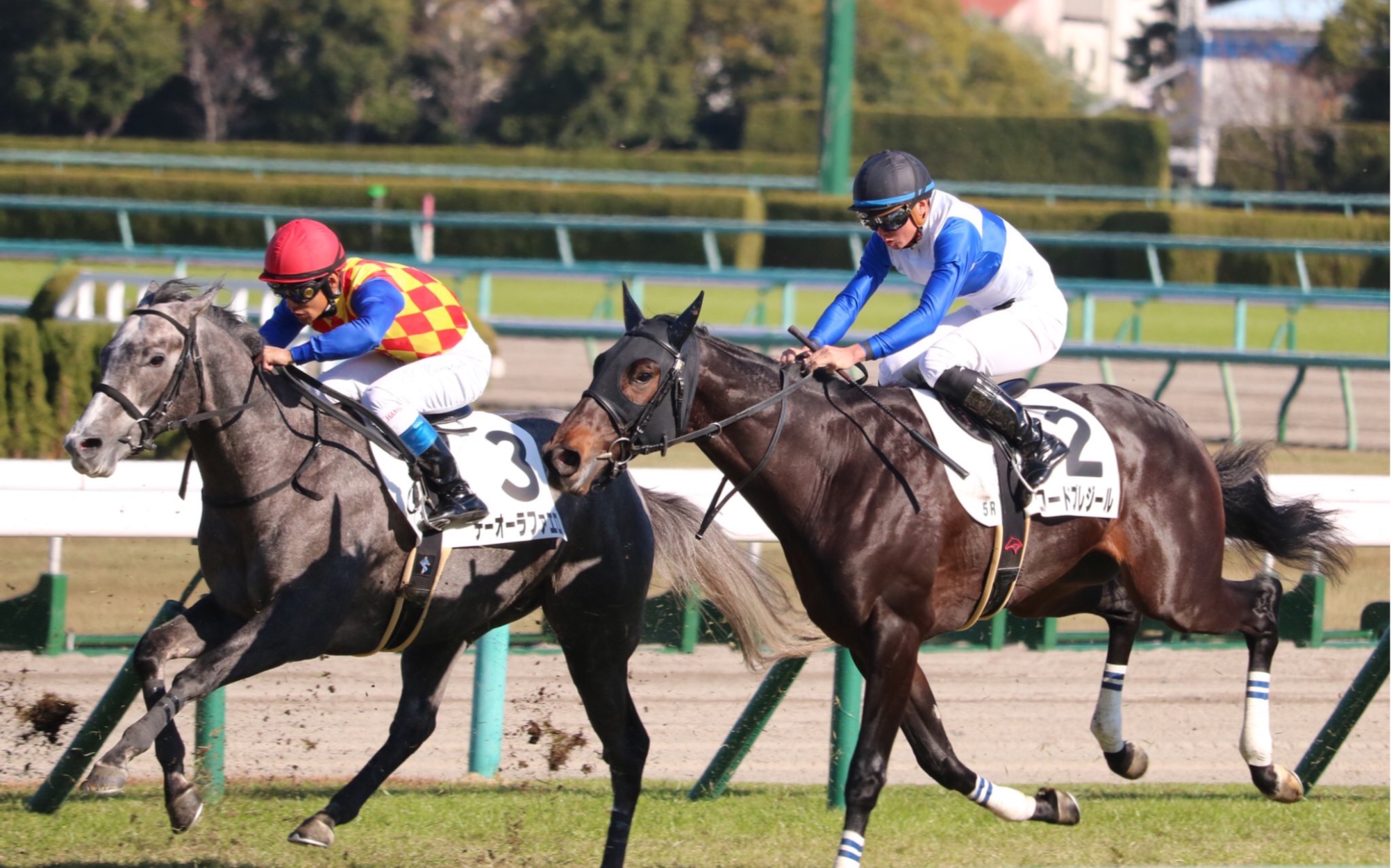 【赛马】2020/12/6 2岁新马 黄金船产驹 テーオーラファエロ 龟波王产