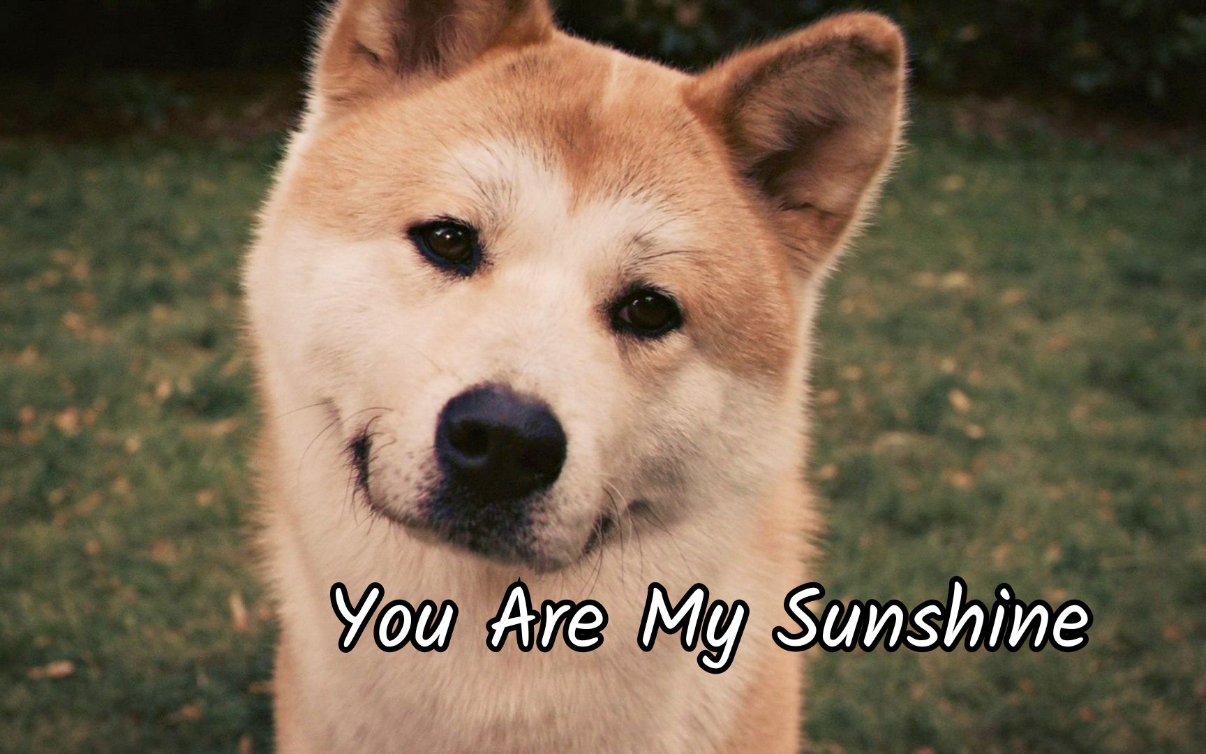 [图]在狗狗的世界里，你就是它的一生！《You Are My Sunshine》