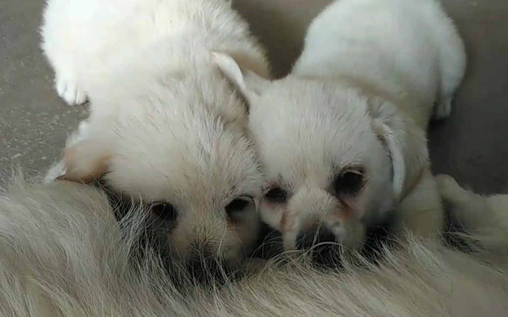 大毛二毛小时候