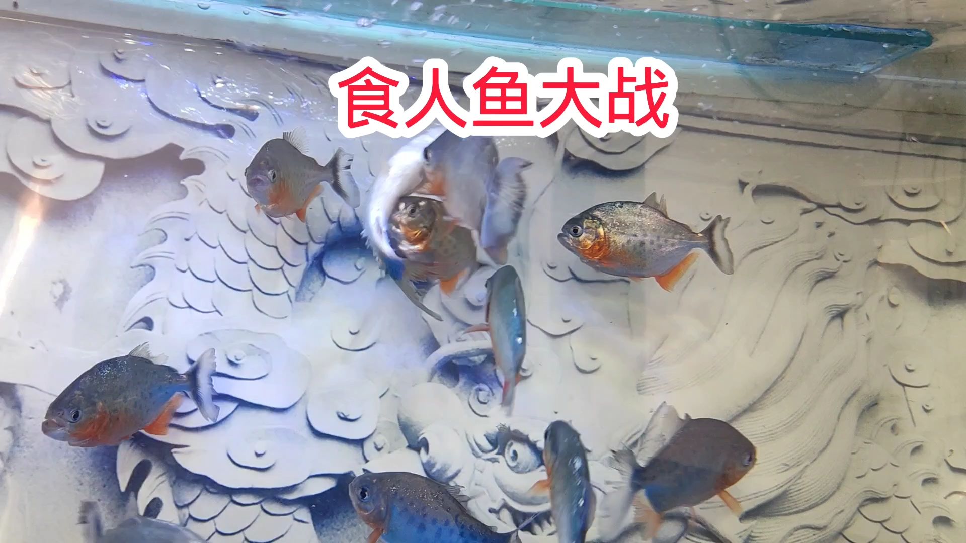 食人鱼大战野草鱼,野草鱼慌不择路,四处躲藏