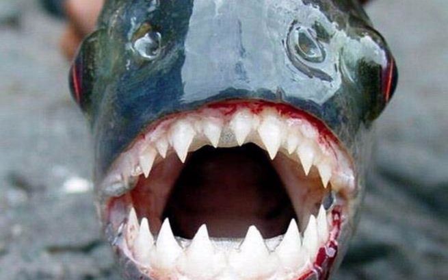 鳡鱼图片 牙齿图片