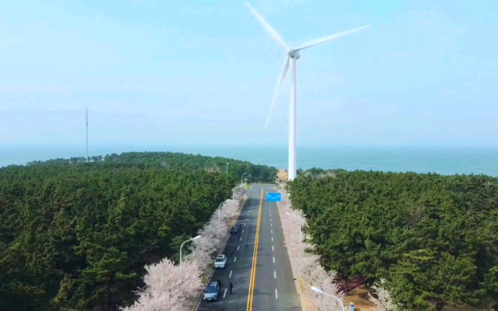 风车,大海和樱花,哈工大威海大四女大学生の养老生活是什么样的哔哩哔哩bilibili